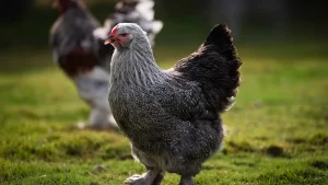 Apa itu Ayam Brahma? Ini Jenis dan Harganya!
