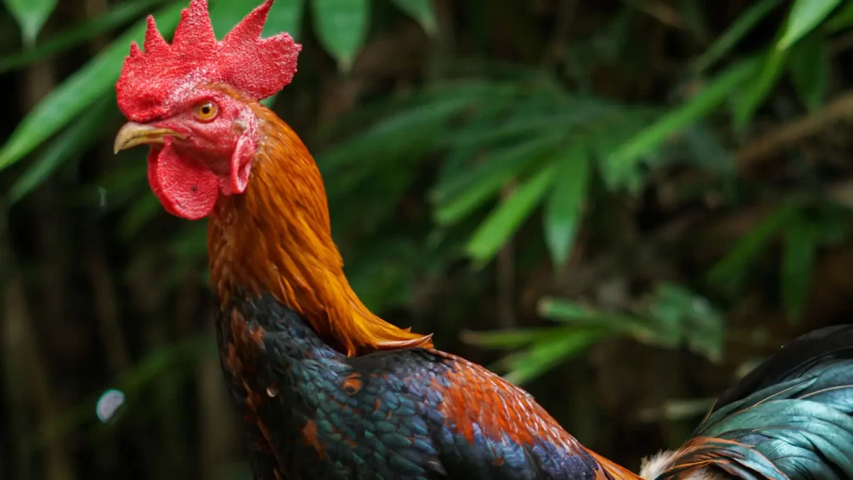 Panduan Lengkap Pakan Ayam Bangkok Berdasarkan Umurnya