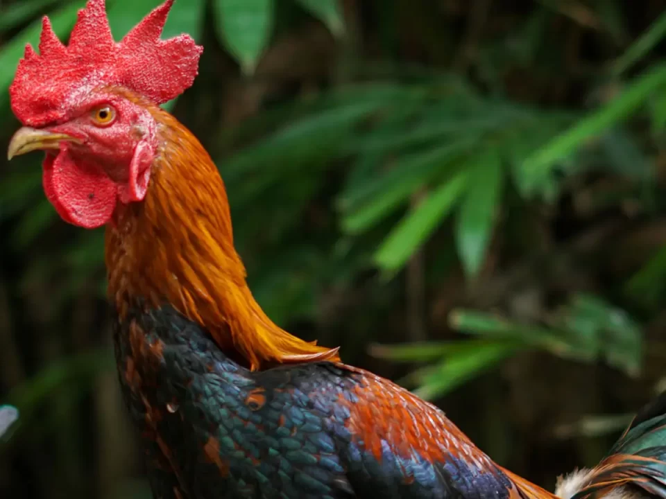 Panduan Lengkap Pakan Ayam Bangkok Berdasarkan Umurnya