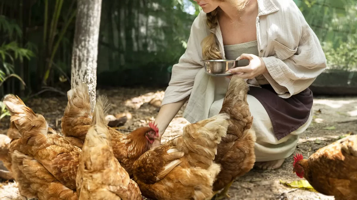 5 Cara Pemberian Obat pada Ayam Broiler yang Tepat
