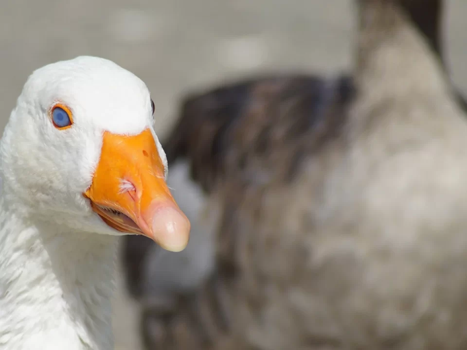 Mata biru pada bebek