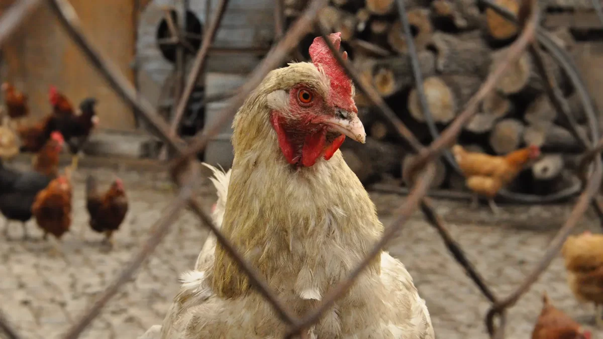 Cara mengobati ayam ngorok