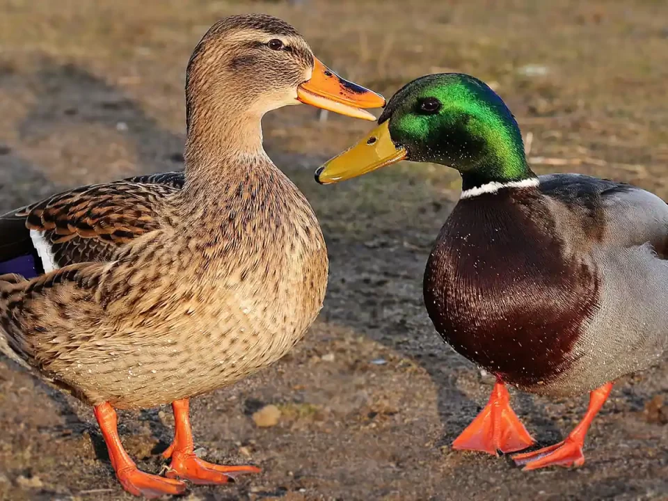 Bebek Mallard / Drake