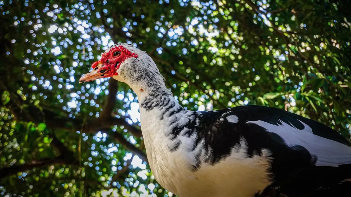 Mengenal Bebek Manila/Muscovy, Ciri & Keunggulannya