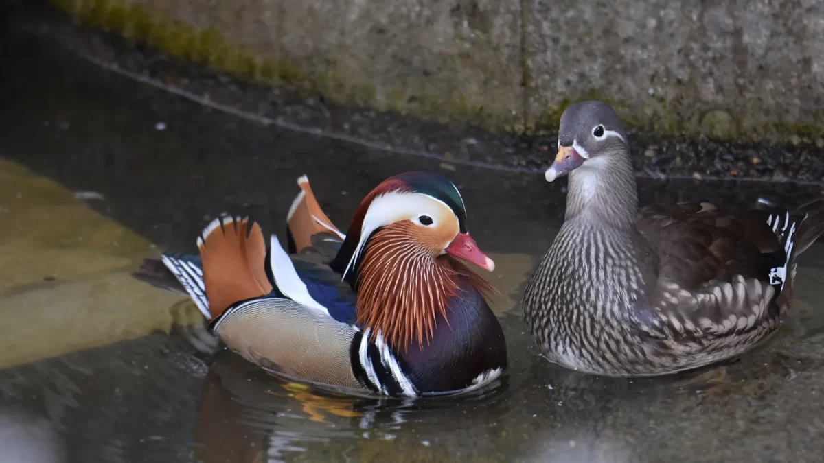 Bebek Mandarin: Asal, Ciri, dan Fakta Menariknya