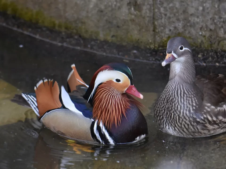 Bebek Mandarin: Asal, Ciri, dan Fakta Menariknya