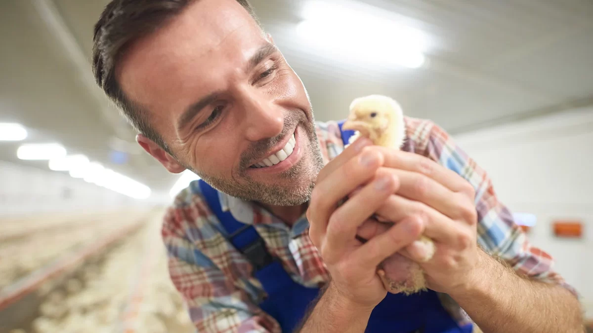 Vaksinasi Ayam Broiler Jenis, Cara dan Jadwal