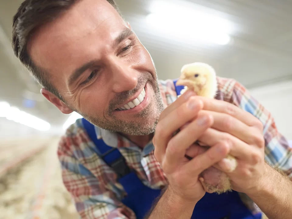 Vaksinasi Ayam Broiler Jenis, Cara dan Jadwal