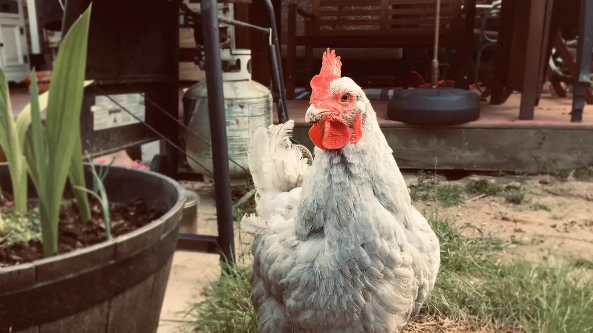 Waspadai Penyakit Ayam Musim Hujan ini dan Pencegahannya