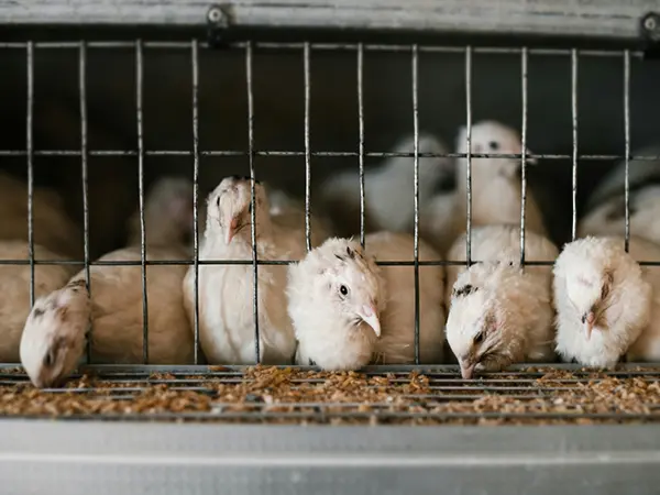Bibit ayam yang sedang makan di kandang