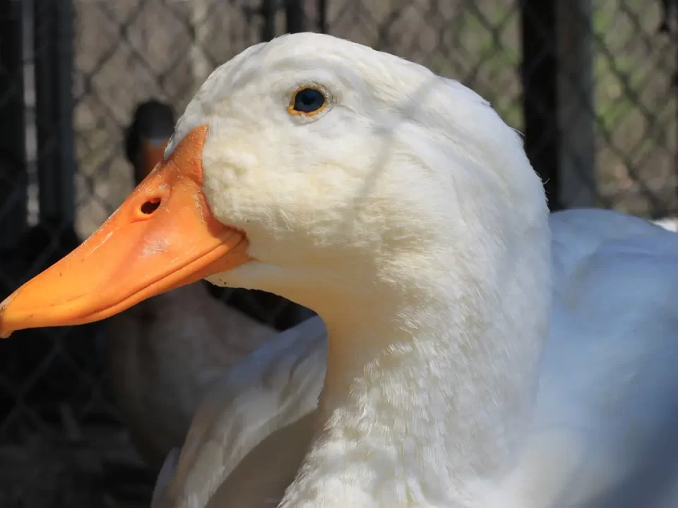 Cara Mudah Ternak Bebek Peking hingga Sukses