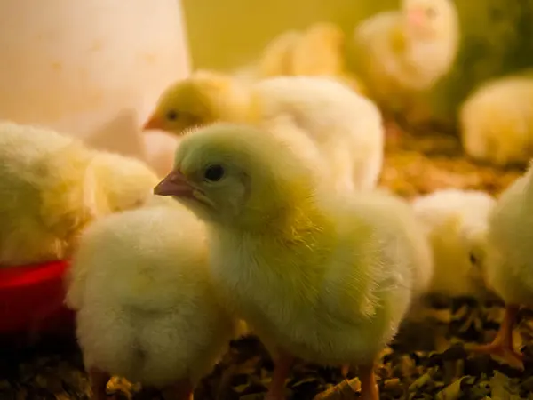 DOC Ayam di Masa Brooding