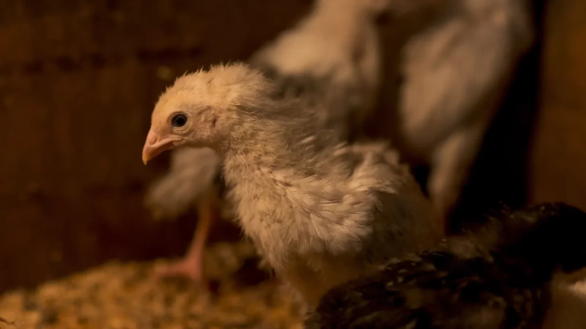 Mengenal Gumboro, Penyakit Berbahaya Ayam Ternak