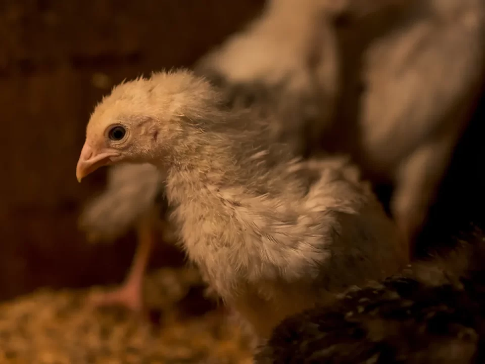 Mengenal Gumboro, Penyakit Berbahaya Ayam Ternak