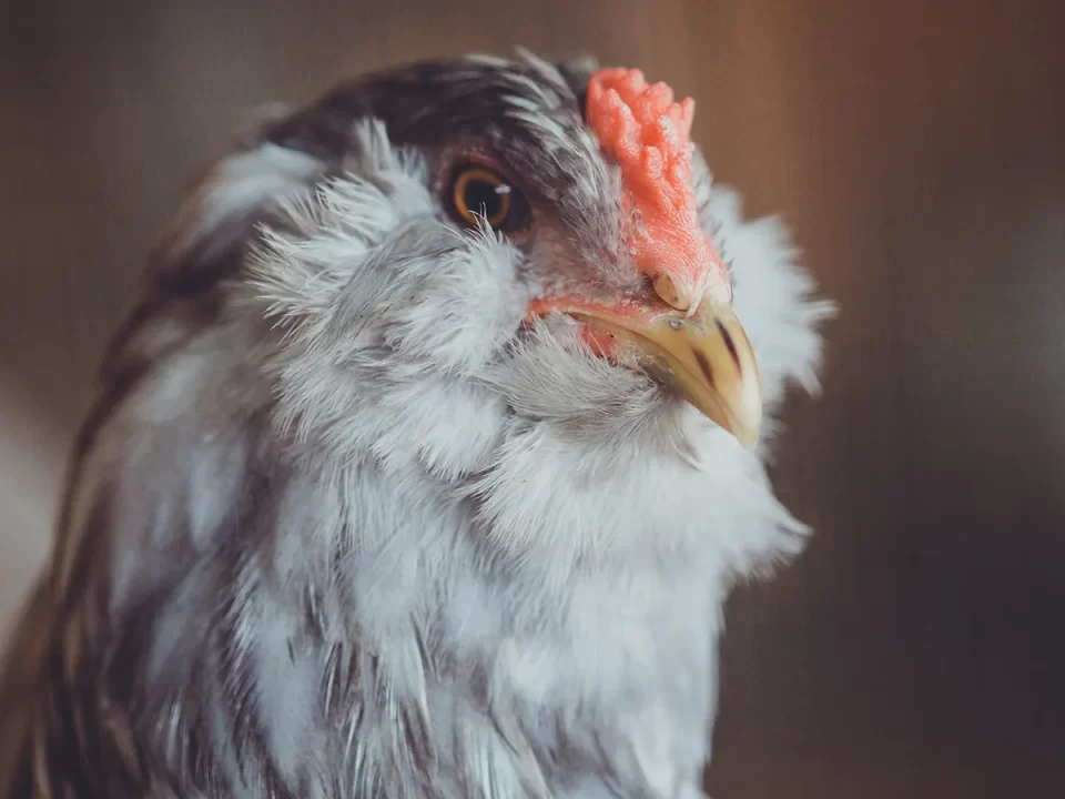 Apa Itu Ayam Ameraucana? Penghasil Telur Biru dari Amerika