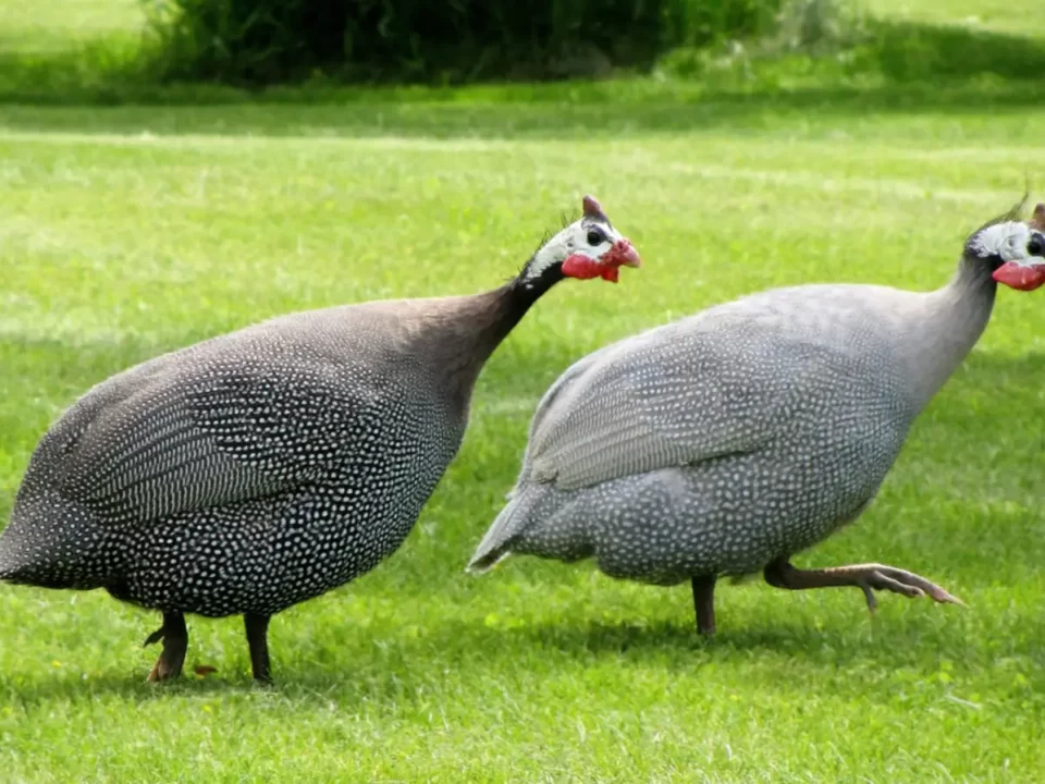Ayam Mutiara, Asal Usul, Ciri, Jenis dan Harganya