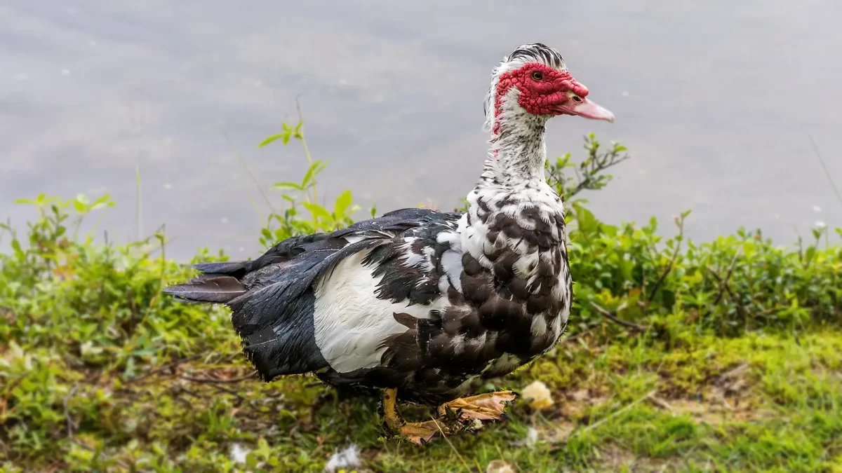 Panduan Lengkap Ternak Entok agar Sukses, Cocok bagi Pemula