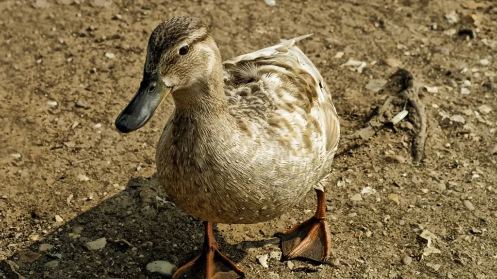 perbedaan bebek peking dan hibrida