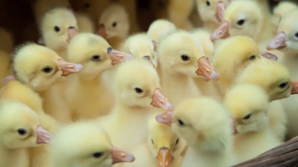 perbedaan bebek peking dan hibrida