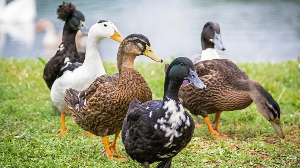 perbedaan bebek peking dan hibrida