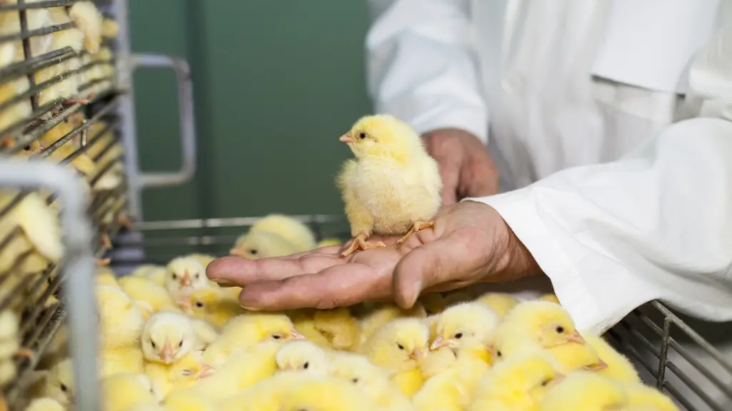Biosecurity pada Peternakan