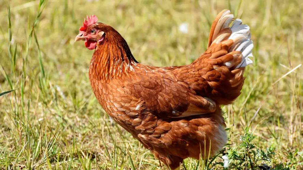 Biosecurity Operasional