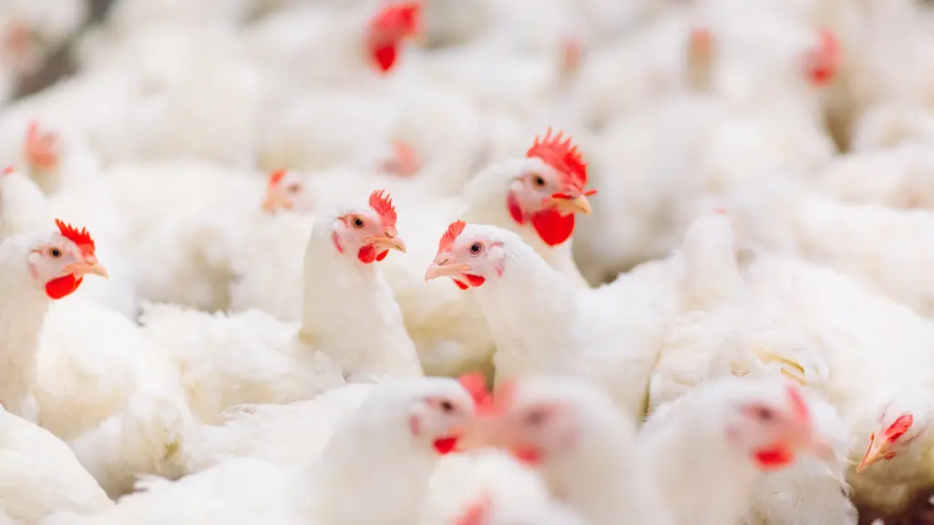 Biosecurity Operasional