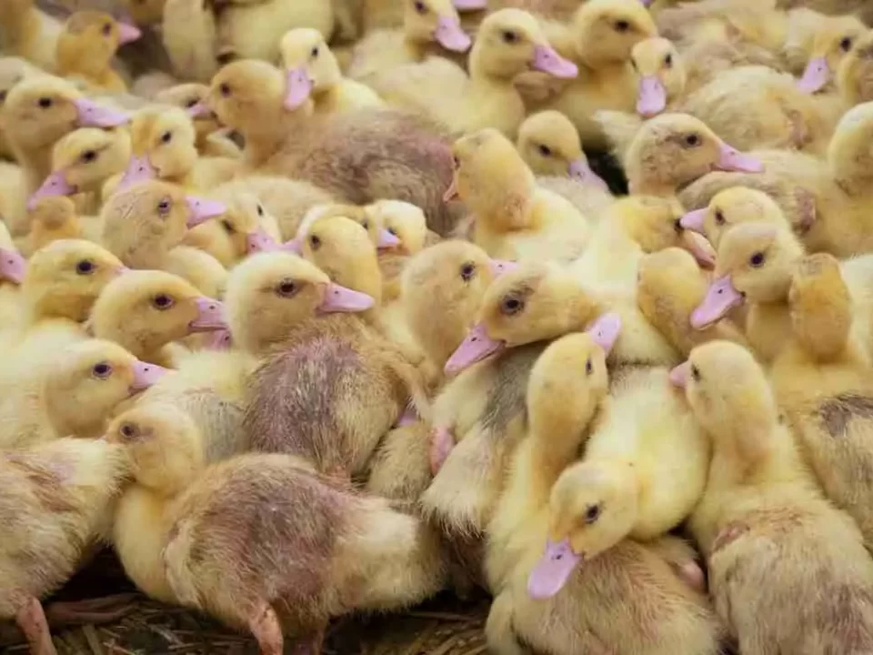 Perbedaan Bebek Peking dan Hibrida